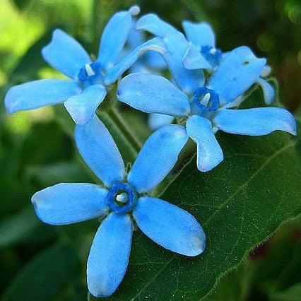 Tweedia caerulea   Blue Milkweed Vine
