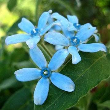 Tweedia caerulea   Blue Milkweed Vine