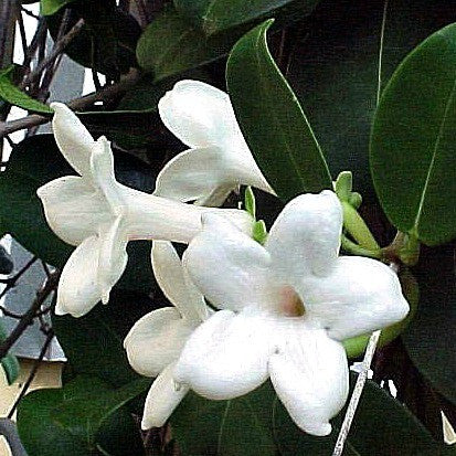 Stephanotis floribunda  Madagascar Jasmine
