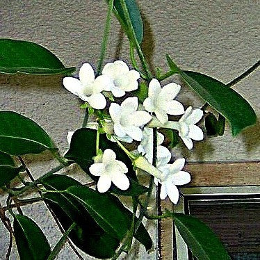 Stephanotis floribunda  Madagascar Jasmine