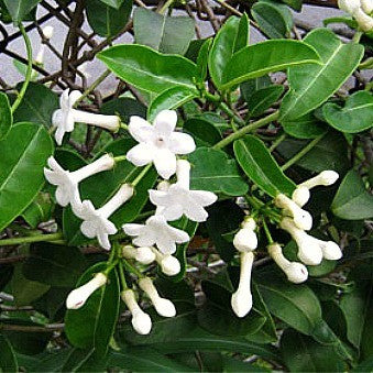 Stephanotis floribunda  Madagascar Jasmine