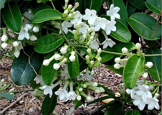 Madagascar Jasmine, Stephanotis floribunda, Monrovia Plant