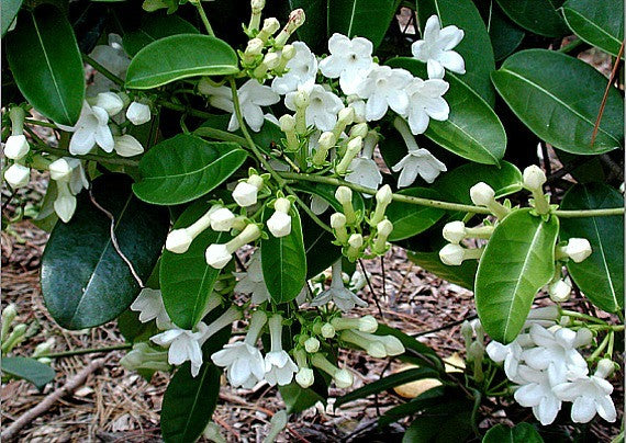 Stephanotis floribunda  Madagascar Jasmine