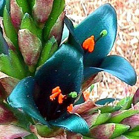 Puya alpestris - Sapphire Tower