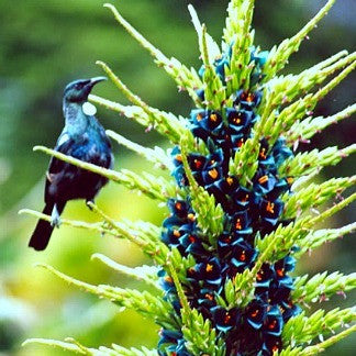 Puya alpestris - Sapphire Tower