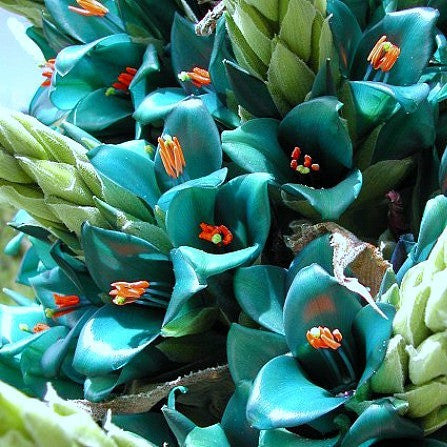 Puya alpestris - Sapphire Tower