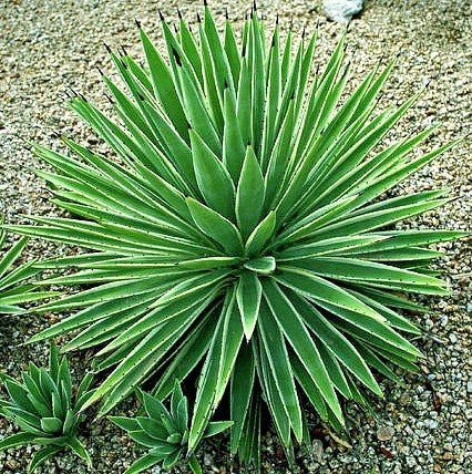 Yucca Collection Mix  Eight Species