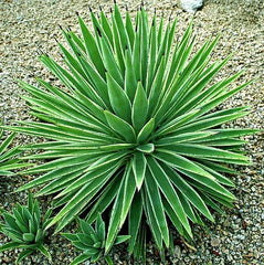 Yucca Collection Mix  Eight Species