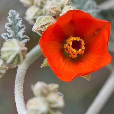 Desert Mallow - Sphaeralcea ambigua