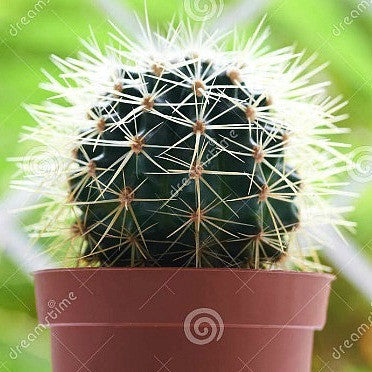 Cactus Gift Collection - Windowsill Garden Seeds