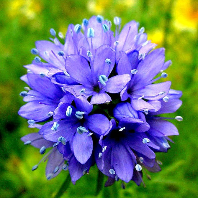 Gilia capitata -  Blue Thimble Flower