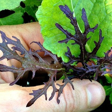 Frilly Mustard Greens - Red Streak
