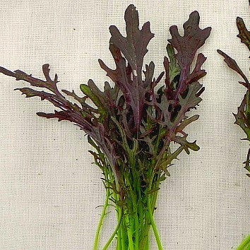 Frilly Mustard Greens - Red Streak