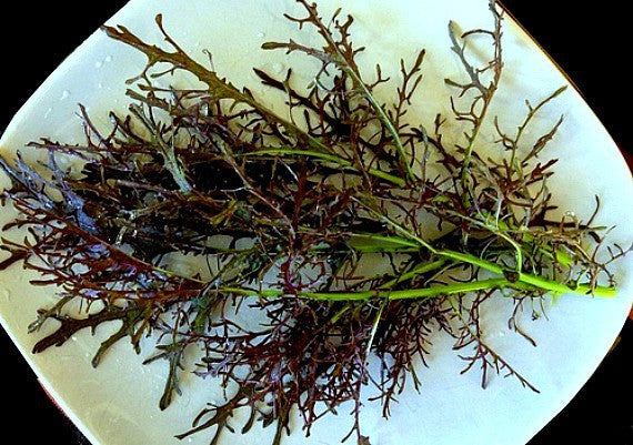 Frilly Mustard Greens - Red Streak