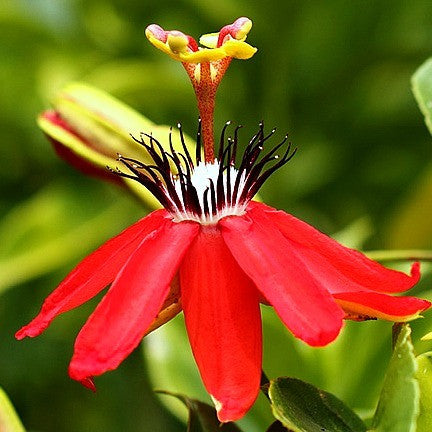 Passiflora coccinea  Scarlet Passionflower