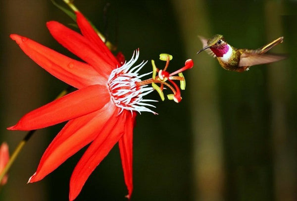 Passiflora coccinea  Scarlet Passionflower