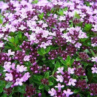 Creeping Thyme  - Fragrant Groundcover