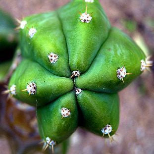 Trichocereus pachanoi - San Pedro Cactus