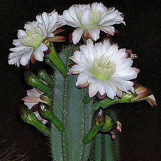 Trichocereus pachanoi - San Pedro Cactus