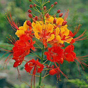 Caesalpinia pulcherrima - Red Bird of Paradise