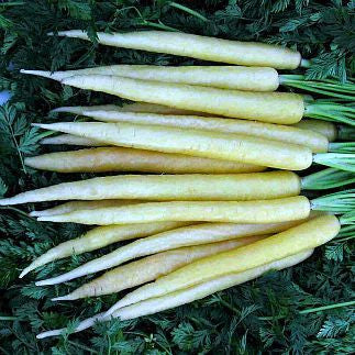 Rainbow Carrot Mix   Seven Crazy Colors