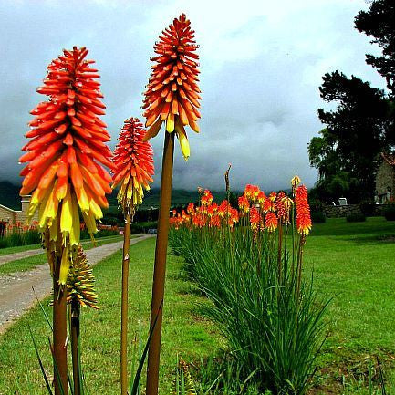 Tritoma kniphofia - Torch Lily