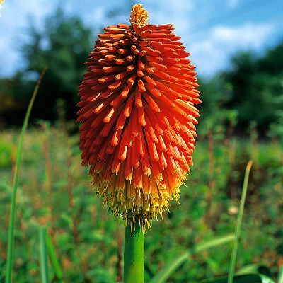 Tritoma kniphofia - Torch Lily
