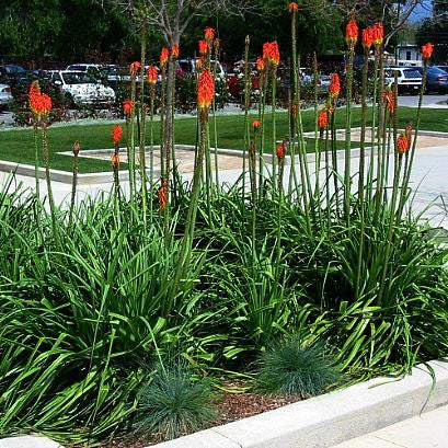 Tritoma kniphofia - Torch Lily