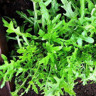 Arugula Roquette -  Eruca sativa