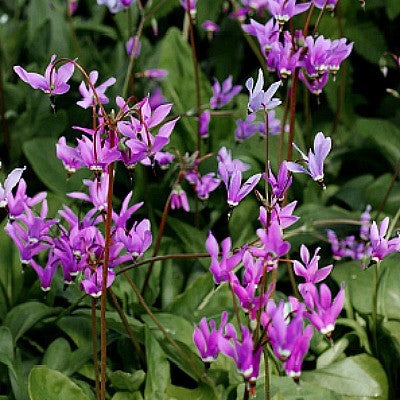 Amethyst Shooting Star - Dodecatheon amethystinum