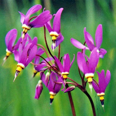 Amethyst Shooting Star - Dodecatheon amethystinum