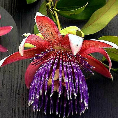Passiflora ambigua - Granadilla de Monte