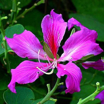 Bauhinia purpurea - Hong Kong Orchid Tree