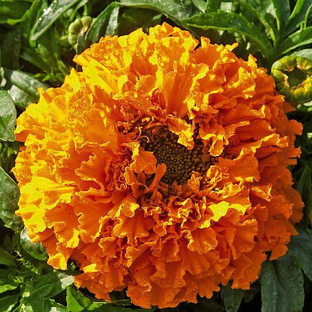 Day of the Dead Marigold - Tagetes erecta
