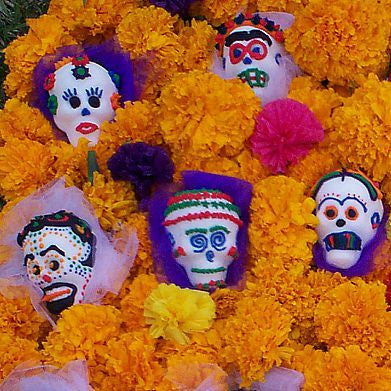 Day of the Dead Marigold - Tagetes erecta