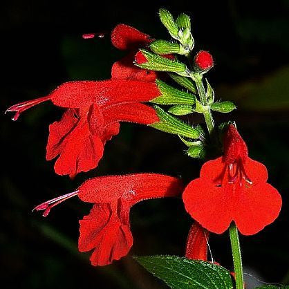 Salvia coccinea - Lady in Red