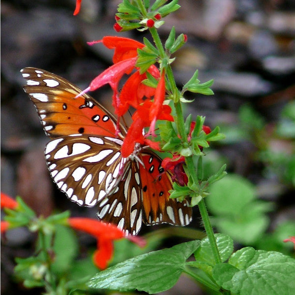 Salvia coccinea - Lady in Red