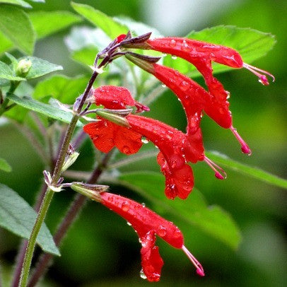 Salvia coccinea - Lady in Red