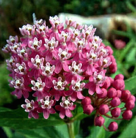 Family Jewels Milkweed Hairy Balls Swan Plant By SmartSeeds