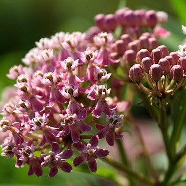 Asclepias syriaca  Common Milkweed