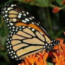 Asclepias exaltata - Poke Milkweed