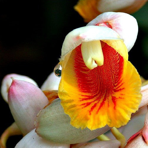 Alpinia katsumadai  Katsumadai Ginger