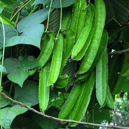 Winged Bean  Psophocarpus tetragonolobus