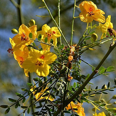 Cercidium floridum - Palo Verde Tree