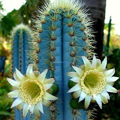 ​Pilosocereus azureus  Blue Torch Cactus