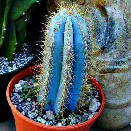 Pilosocereus Azureus - Blue Torch Cactus