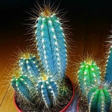 Pilosocereus Azureus - Blue Torch Cactus