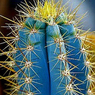 Pilosocereus Azureus - Blue Torch Cactus