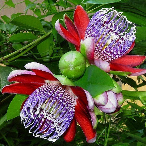 Passiflora ambigua - Granadilla de Monte