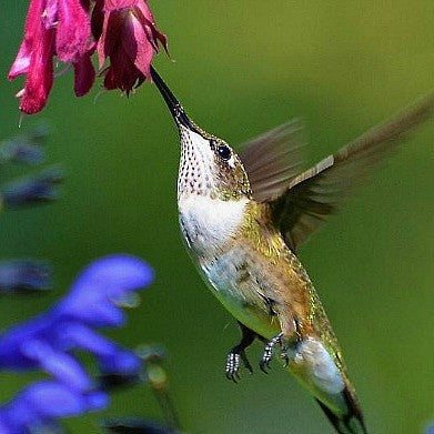 Hummingbird Garden  Gift Collection